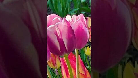 Love the tulips.