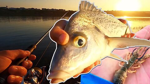 FISHING FOR SPOTTED GRUNTERS ON LIGHT TACKLE AND DRIFT PRAWN BAIT!