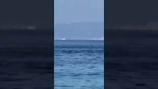 Whales showed up today while on the beach!!!
