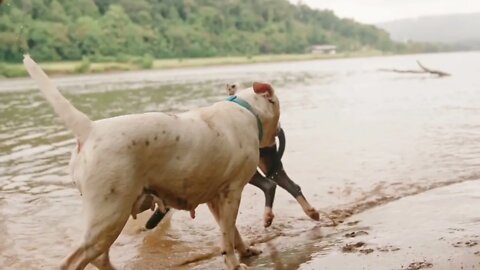 Animals Play_Elephant Play_Dogs Play at the Moment