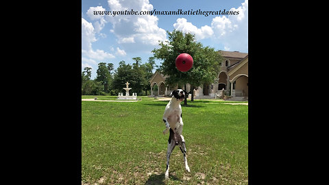 Funny Great Dane Puppy Jumps for Jolly Ball in Slow Motion