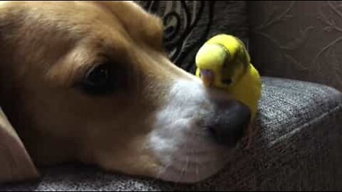 Doggy and parakeet have an unlikely friendship!