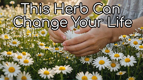 How Chamomile Can Change Your Life!