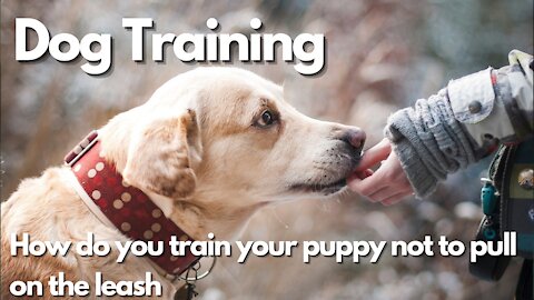 How do you train your puppy not to pull on the leash- Dog training with positive reinforcement