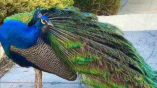 Wild suburban peacock gives rare display to driver