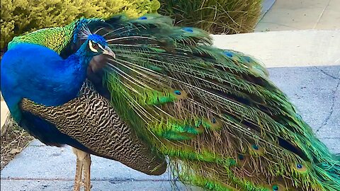Wild suburban peacock gives rare display to driver