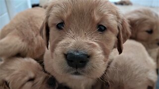 Golden Retriever puppies adorably try to settle for nap time