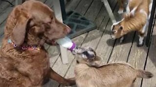 Dog bottle-feeds baby goat