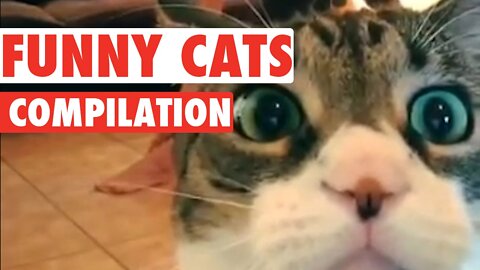 Funny cat {cute cat video} #viral
