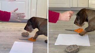 Smart Pup Finds Clever Way To Play 'Rock Paper Scissors'