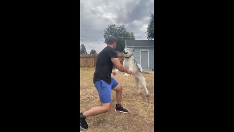 Adorable Dog Cannot Stop Tackling His Dad #dogvideo #dog #funnyanimals