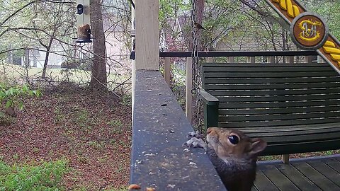Cute Squirrel Eats in-front of Trailcam before Jumping.