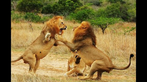 A battle between the two lions