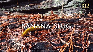 Slow and Graceful 🐌 A Banana Slug's Majestic Crawl on a Burnt Redwood