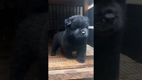 This is the Cutest dog in the world 🌍 #cute #doglover #chowchow #shorts #trending #viral