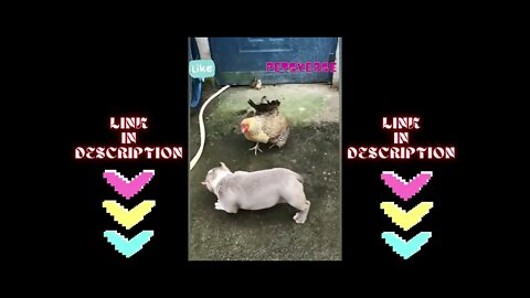 Dog vs chicken fight😂 | 😂funny dog video 😂 ......#funnydog #funnyvideo