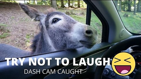 Laugh With Gags _ Try Not To Laugh _ #LOL _ Funny Moments Caught on Dash Camera