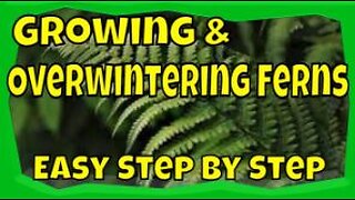 How to Grow Ferns #gardening #plants #homestead