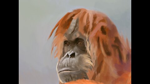 Mind-blowing Photoshop speed painting of orangutan photo