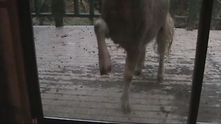 Funny Goat Knocks On A Glass Door