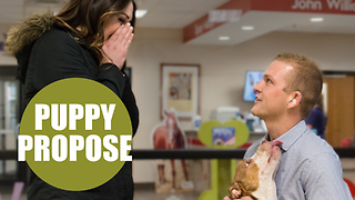 Man gets down on one knee at animal shelter and tells girlfriend they’re finally getting a puppy