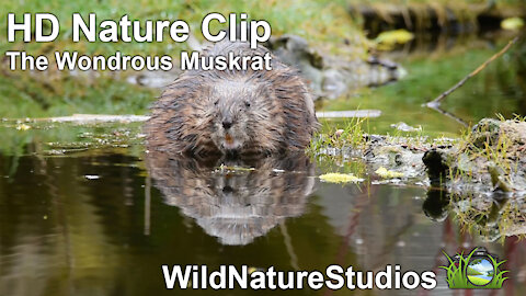 The Wondrous Muskrat (HD Nature Clips)