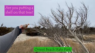 Decorating Trees with SHELLS | Island Beach Walk