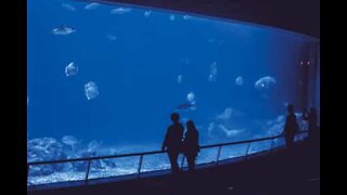 Man plunges into aquarium full of fish