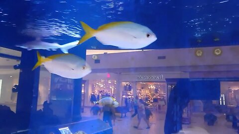 Aquarium in Eastwood Mall Niles Ohio August 2023