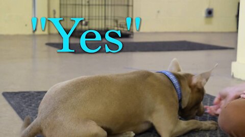 Positive Reinforcement Dog Training Video