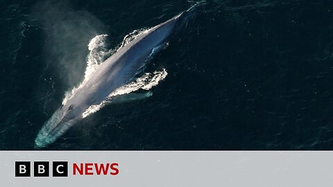 Blue whales return to tropical haven | BBC News