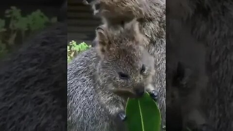 Cute funny Quokka -136