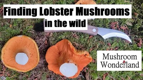 Finding Lobster Mushrooms in the Wild- in August!!