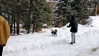 Adorable cattle dog loves to bust big snowballs
