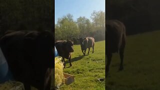 Curious cows, full video link in description