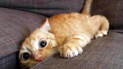 Cute & funny cat videos to keep you smiling & happy! 🐱