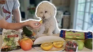WILL HE EAT IT?! MY DOG TRIES FRUITS AND VEGETABLES!