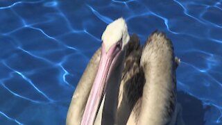 SOUTH AFRICA - Cape Town - Rescued baby flamingos (Video) (dBJ)