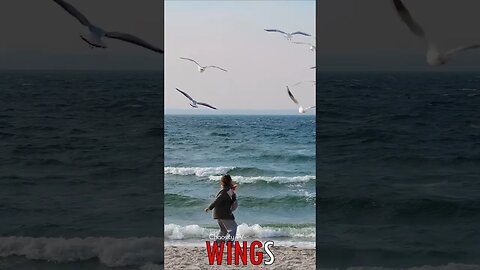 🐧 #WINGS - Aerial Feeding: Bread Soaring, Seagulls Swooping, Sky's Wings Fueled 🐦