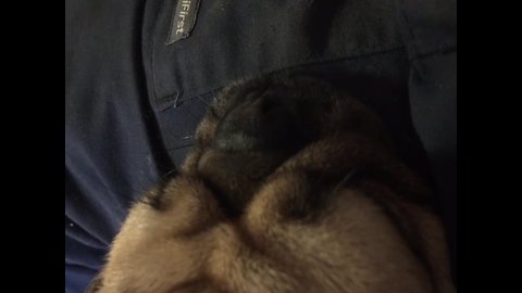 Listen to this Pug's CRAZY Snore