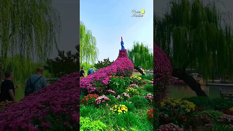 beautifull colour flower scenery #nature #explore #explorepage