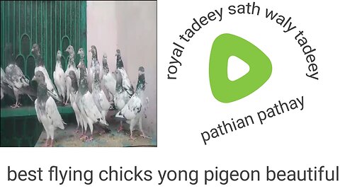 Beautiful pigeon pathay sweet pathian best flying
