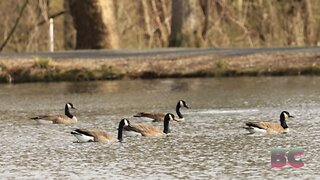 NJ residents outraged over town’s plan to exterminate goose population