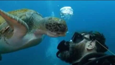 Une tortue tente de gober les bulles d'air d'un plongeur