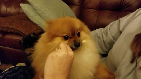 Pomeranian lets go of stick after hearing magic word