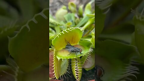 Venus fly trap eating flytrap dug eater plant