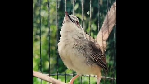 MASTERAN BEBAGAI BURUNG GACOR BERSUARA ISIAN TEMBAKAN