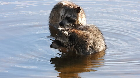 Two Raccoons in the River #NatureInYourFace