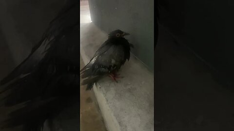 A Little Bird Stuck in the Rain