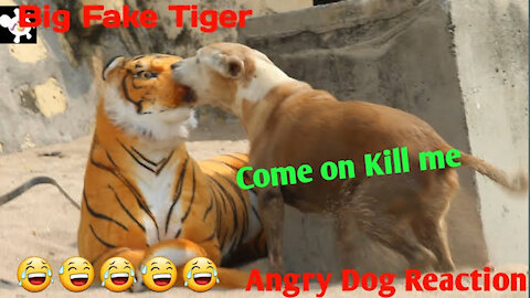 Real Dog vs Tiger Prank Video